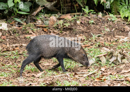 Collared peccary Pecari tajacu nach gehen auf Waldboden in blattsänfte, Costa Rica Stockfoto