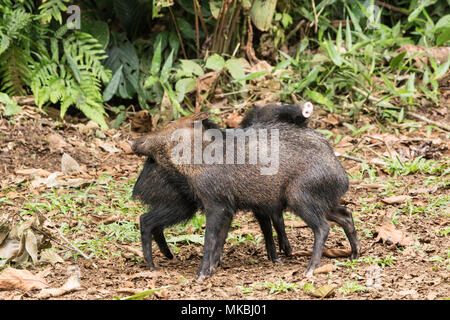 Collared peccary Pecari tajacu zwei Tiere interagieren auf Waldboden in blattsänfte, Costa Rica Stockfoto