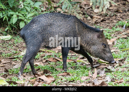 Collared peccary Pecari tajacu nach gehen auf Waldboden in blattsänfte, Costa Rica Stockfoto