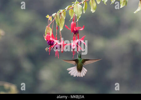 Männlich, grau-tailed Mountain-gem Kolibri bei Fuschia Blume, Costa Rica Stockfoto