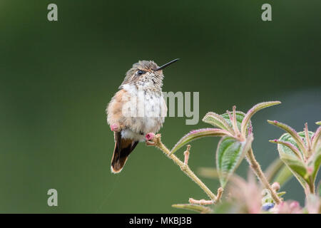 Männliche funkelndes hummingbird Selasphorus scintilla thront auf Blatt, Costa Rica Stockfoto