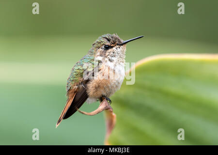 Männliche funkelndes hummingbird Selasphorus scintilla thront auf Blatt, Costa Rica Stockfoto