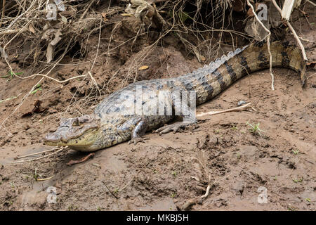 Spectacled caiman Caiman crocodilus nach ruht auf Schlamm am Ufer, Costa Rica Stockfoto