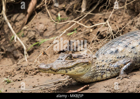 Spectacled caiman Caiman crocodilus nach ruht auf Schlamm am Ufer, Costa Rica Stockfoto