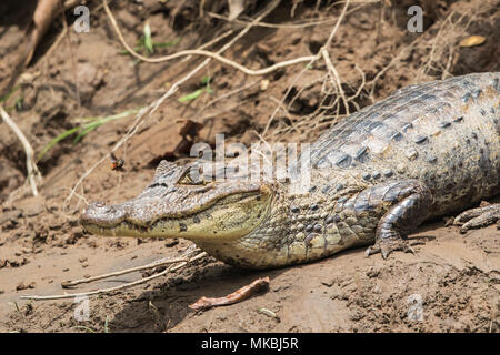 Spectacled caiman Caiman crocodilus nach ruht auf Schlamm am Ufer, Costa Rica Stockfoto