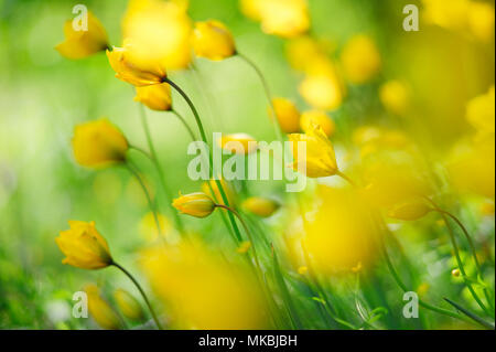 Woodland Tulip, wilde Tulpen, Tulipa sylvestris Stockfoto