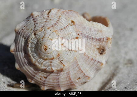 Vorderansicht des Blitzes Wellhornschnecken Shell, Sinistrofulgur perversum, auf einem Strand in der Nähe von Naples, Florida gefunden Stockfoto