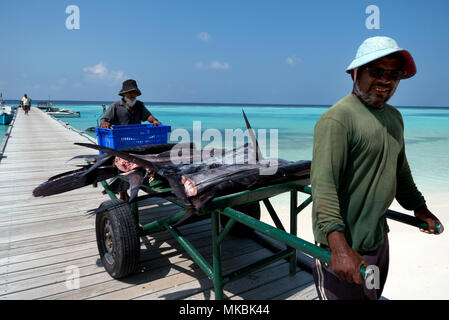 Fischer mit frischem Fang von sailfish im Vakarufalhi Atoll, Malediven, Asien, Indischer Ozean Stockfoto