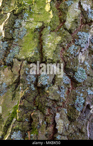 Baumrinde Stockfoto