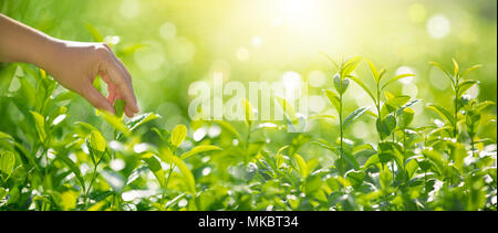 Hand nehmen Teeblätter in den Morgen Stockfoto