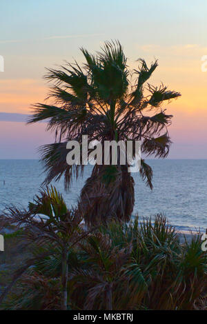 Blick auf eine farbenfrohe und friedliche Sonnenuntergang über dem Golf von Mexiko in Florida mit einem Silhouettiert Palme im Vordergrund Stockfoto