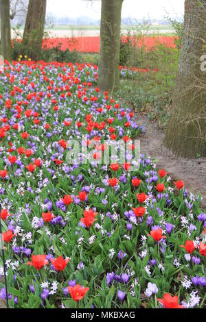 Keukenhof. Der Garten Europas Stockfoto