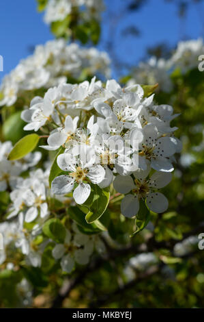 Nahaufnahme einer Pear Tree Branch in voller Blüte, Natur, Sizilien Stockfoto