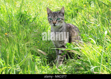 Hauskatze, schwarz gestromt, sitzen auf einer grünen Wiese Stockfoto