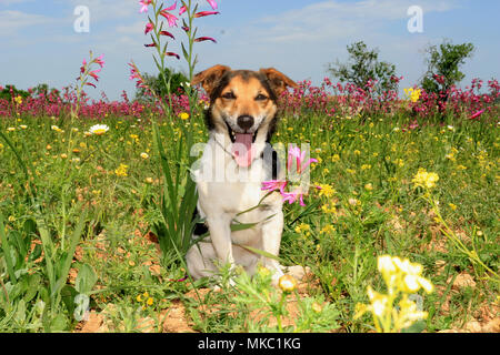 Jack Russell sitzen auf einer Wiese mit Blumen Stockfoto