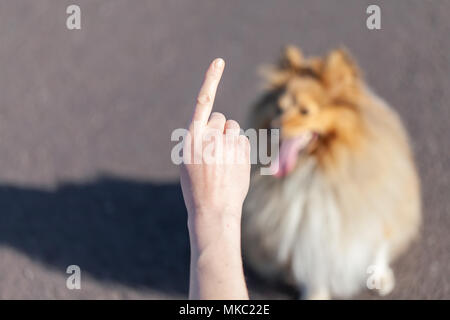 Ein Hund Trainer arbeitet mit einem Shetland Sheepdog Stockfoto
