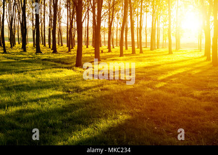 Sonnenuntergang in den Wald. Licht und Schatten im Wald bei Sonnenuntergang Stockfoto