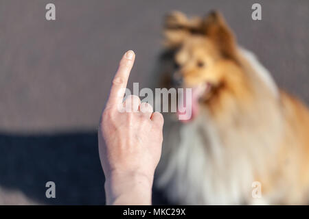 Ein Hund Trainer arbeitet mit einem Shetland Sheepdog Stockfoto