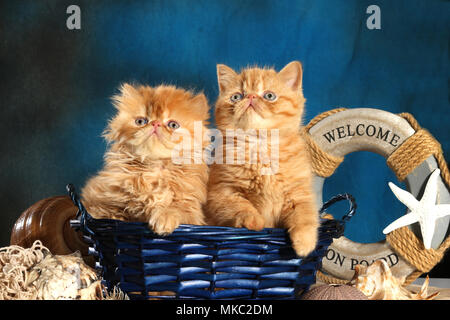 Zwei Kätzchen, Perser und Exotic Shorthair, 7 Wochen alt, Ingwer, in einem blauen Korb sitzen Stockfoto