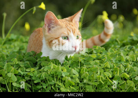 Hauskatze, rot gestromt weiß, stehend auf einer Wiese mit Klee Stockfoto