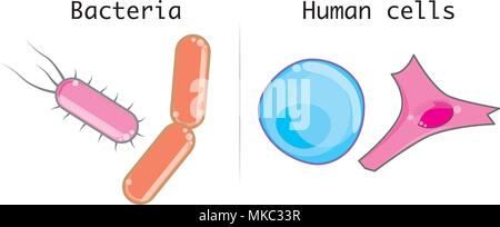 Unterschiede zwischen menschlichen Zellen und Mikroorganismen wie Bakterien Stock Vektor