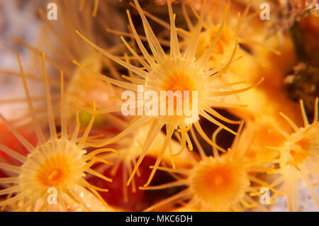 Makro Detail Der korallenpolypen von einem gelben Cluster Anemone (Parazoanthus axinellae) im Mittelmeer (Formentera, Balearen, Spanien) Stockfoto