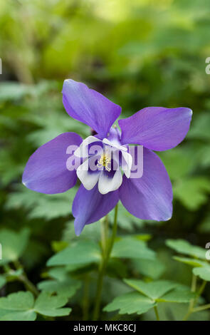 Aquilegia Magic Serie. Stockfoto