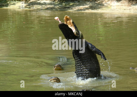 Krokodile Füttern in den Wilden Florida, USA Stockfoto