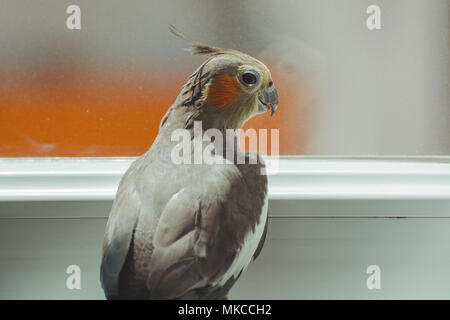 Nahaufnahme von nymphensittich Vogel. Weibliche Nymphicus hollandicus Stockfoto