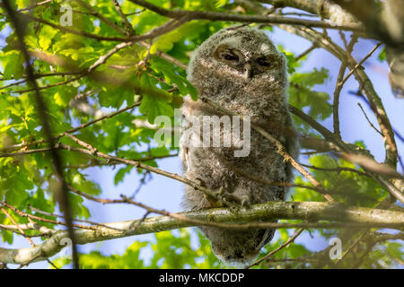 Waldkauz (Strix aluco) einer von zwei Bezeichnung hoch in einem Baum gehockt, etwa 100 Meter von einem Erwachsenen in einem silverbirch Baum sagte die Mutter Eule zu sein. Stockfoto