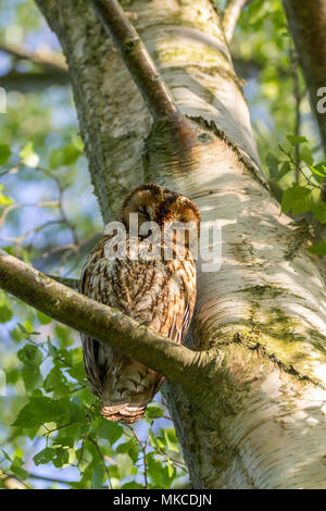 Waldkauz in einem silverbirch Baum an der Pulborough Wildlife Reserve thront über 100 Yards von zwei Bezeichnung in einem anderen Baum sagte direkte Familie zu sein. Stockfoto