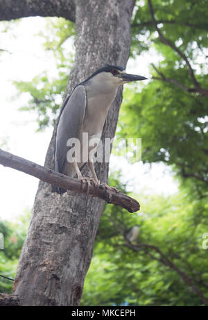 Schwarz - gekrönte Nachtreiher (Nycticorax nycticorax), oder Schwarz-capped Night Heron. Wildlife Hintergrund Stockfoto