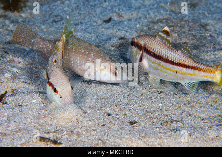 Ein grauer Lippfisch (Symphodus cinereus) und zwei rote Meerbarsche (Mullus surmuletus) füttern im Naturpark Ses Salines (Formentera, Mittelmeer, Spanien) Stockfoto