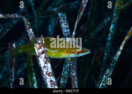 Ein spitzen Schnauze lippfisch (Symphodus Rostratus) zwischen Neptun Gras (Posidonia oceanica) Blätter im Mittelmeer (Formentera, Balearen, Spanien) Stockfoto