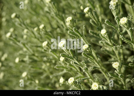 Close Up und selektiven Fokus grüne Knospen von Astolina chamaecyparissus, Macchia, selektiver Fokus auf Natur detail Stockfoto