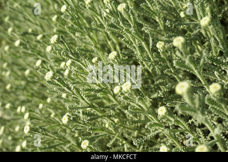 Selektive Fokus Santolina chamaecyparissus Knospen, mediterranen Busch. Schönheit der Natur Hintergrund Stockfoto