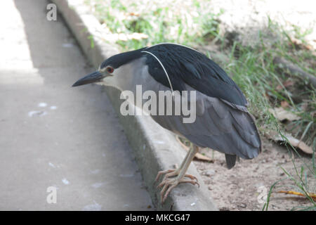 Schwarz - gekrönte Nachtreiher (Nycticorax nycticorax), oder Schwarz-capped Night Heron. Wildlife Hintergrund Stockfoto