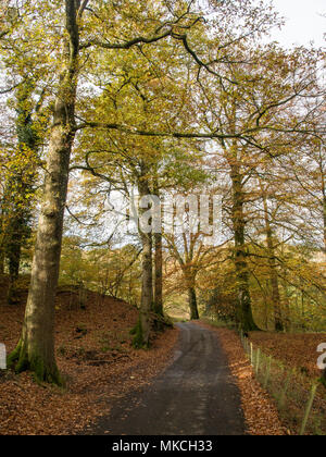 Bäume anzeigen Herbst Farben Linie einer ruhigen Landstraße, Teil der National Cycle Network Weg 6, in der Nähe von Ambleside in England Lake District National Stockfoto