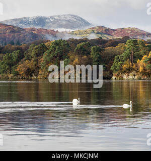 Ein paar Schwäne schwimmen auf Windermere See neben Herbst Wald und unter Wetherlam Berg in Langdale, Ambleside Lake District in England Natio Stockfoto