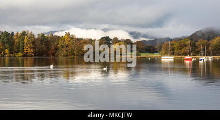 Ein paar Schwäne schwimmen auf Windermere See neben Herbst Wald und unter Wetherlam Berg in Langdale, Ambleside Lake District in England Natio Stockfoto