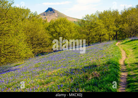 Englisch Bluebells Hyancinthoides non-scripta wächst in Laub- Wäldern im Frühling mit Roseberry Topping Stockfoto