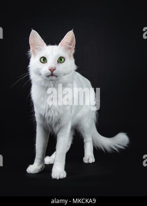 Feste weiße Türkisch Angora Katze mit grünen Augen leicht Seite weisen auf schwarzem Hintergrund isoliert an Kamera suchen Stockfoto