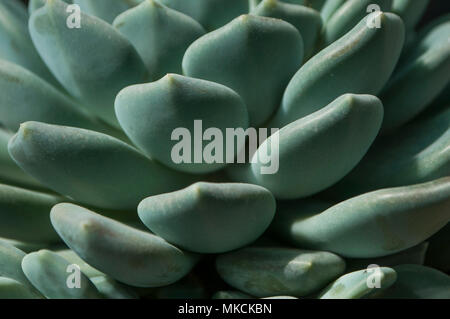 Immergrüne sukkulente echeveria Hastata. Stockfoto