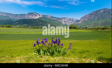 Blick auf den Foret de Saou in der Drôme in Frankreich Stockfoto