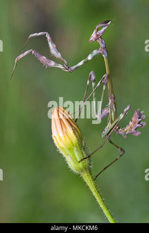 Empusa sp. in der Türkei, Pfeilspitze Mantis Macro Foto Stockfoto