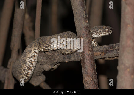 Mangrove Bambusotter (Ein älterer Name purpureomaculatus) auf einem Zweig in den Mangroven von Krabi Thailand. Stockfoto