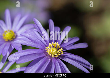 Sonnendurchflutete Anemone blanda 'Blue Shades' Blumen mit langen Blütenblättern und palmately gelappten Blättern. Stockfoto