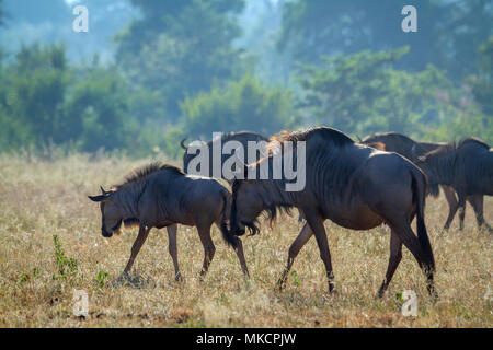 Gnus im Krüger-Nationalpark, Südafrika; Specie Connochaetes Taurinus Familie der Horntiere Stockfoto