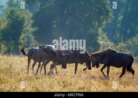 Gnus im Krüger-Nationalpark, Südafrika; Specie Connochaetes Taurinus Familie der Horntiere Stockfoto