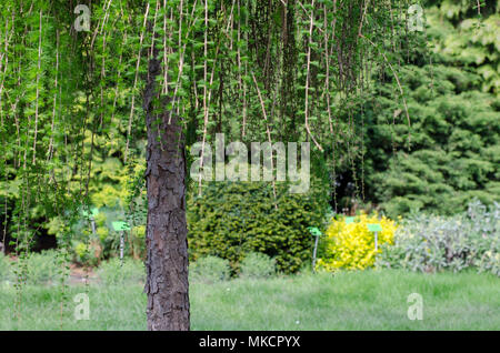 Juniper Tree Trunk und Niederlassungen Stockfoto